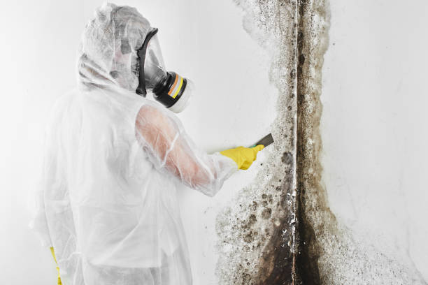 Best Black Mold Removal  in Converse, IN