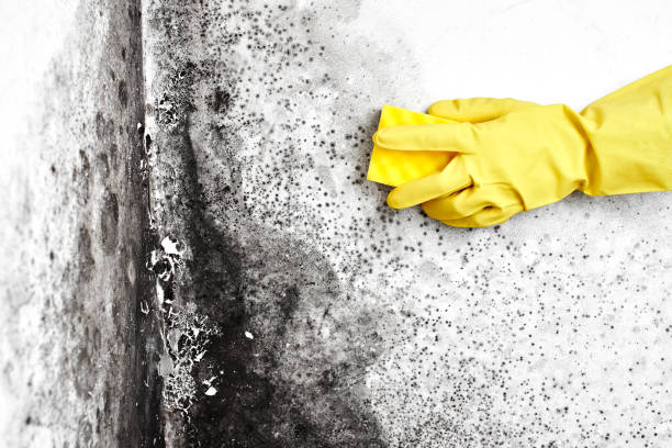 Best Mold Testing  in Converse, IN