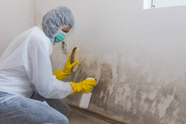 Best Home Mold Removal  in Converse, IN