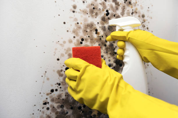 Best Commercial Mold Removal  in Converse, IN