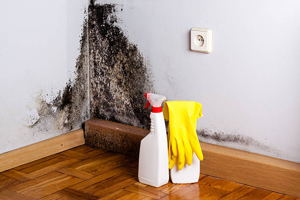 Best Fast Mold Removal  in Converse, IN