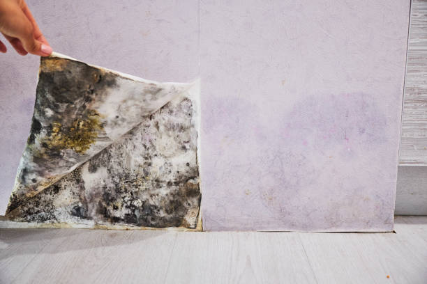 Mold Testing and Removal in Converse, IN